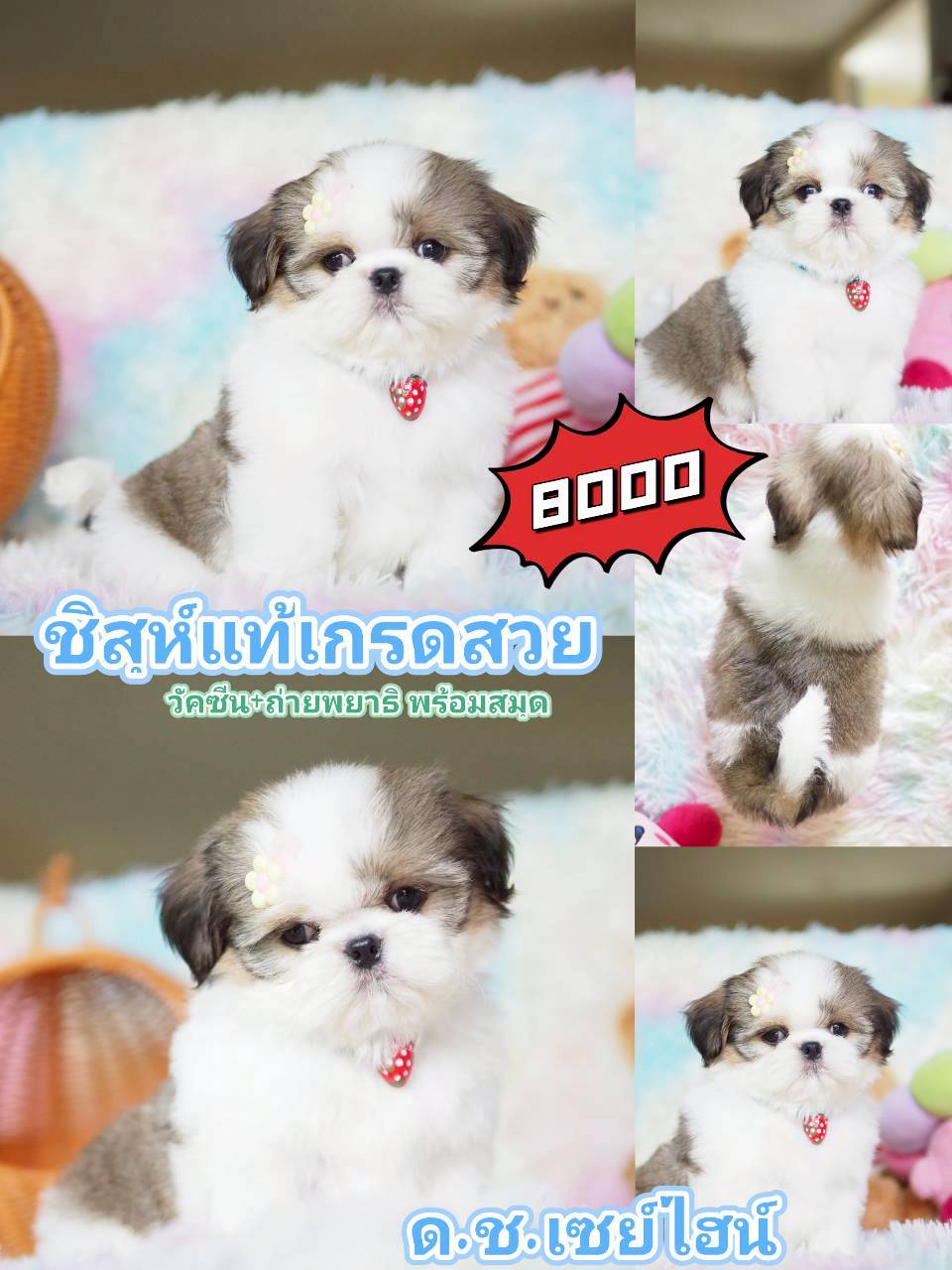 กิ๊ฟซ่า ไม่มีสาขา เด็กๆมีใบวัคซีน