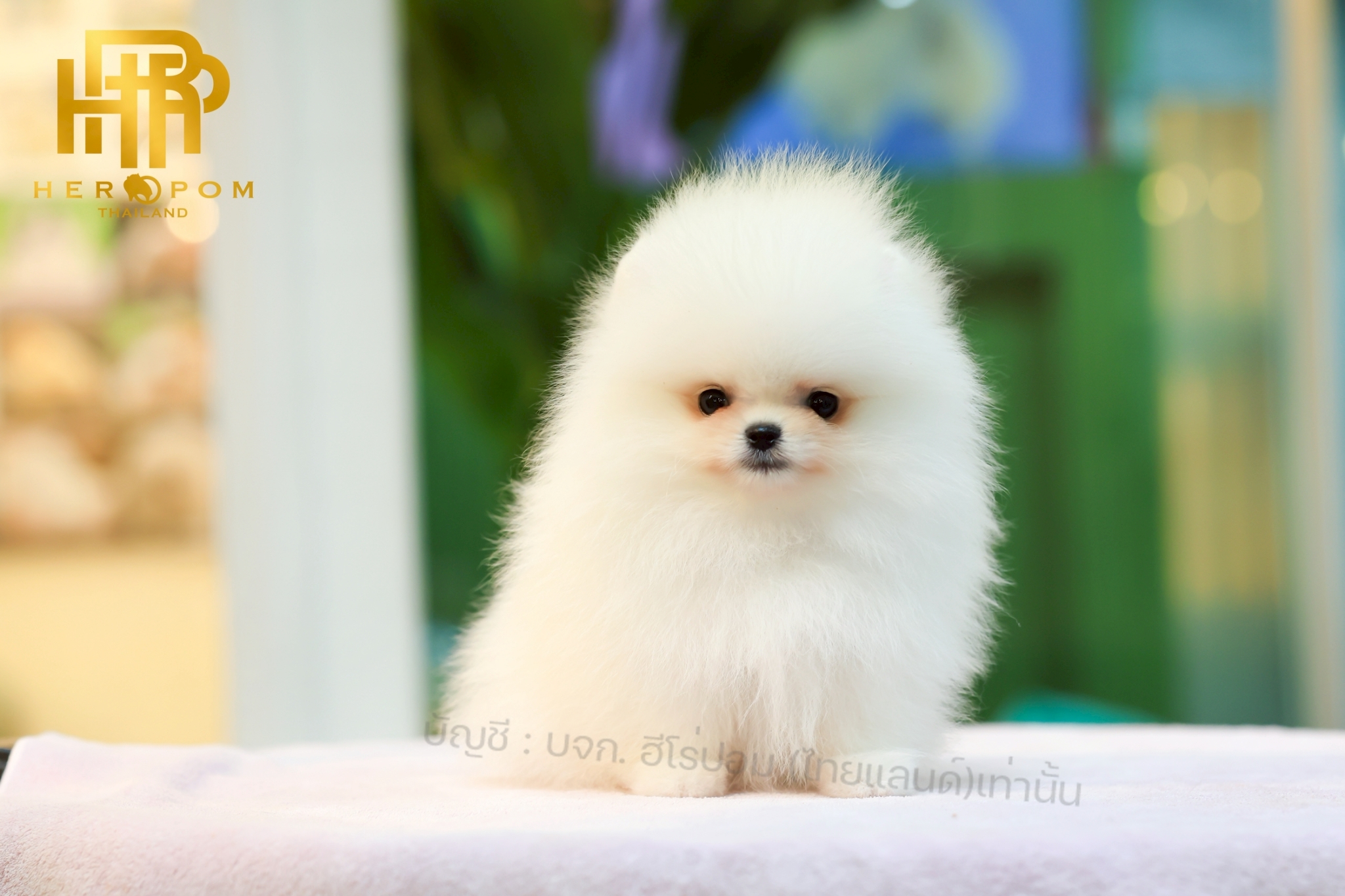 ปอมแท้ ปอมหน้าหมี HRM-10857 เพศชาย สีขาว อายุ 2 เดือน ขนแน่น ขาใหญ่ กินเก่ง หน้า...