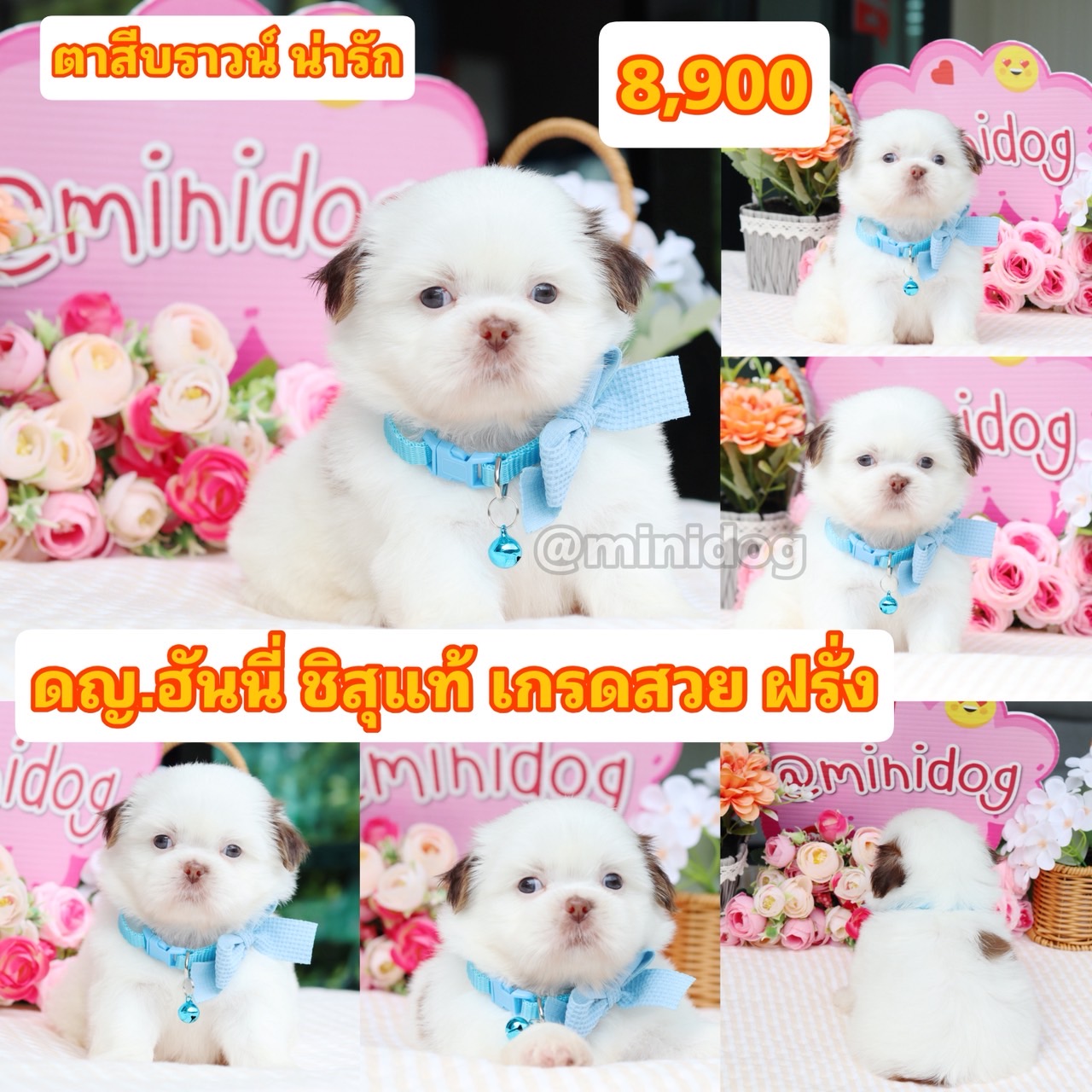 ชิสุแท้เกรดสวย