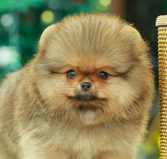 HRM-85926 เพศชาย สีส้ม อายุ 2 เดือน ตัวเล็ก ขาสั้น หน้าสั้น ขนแน่นฟู