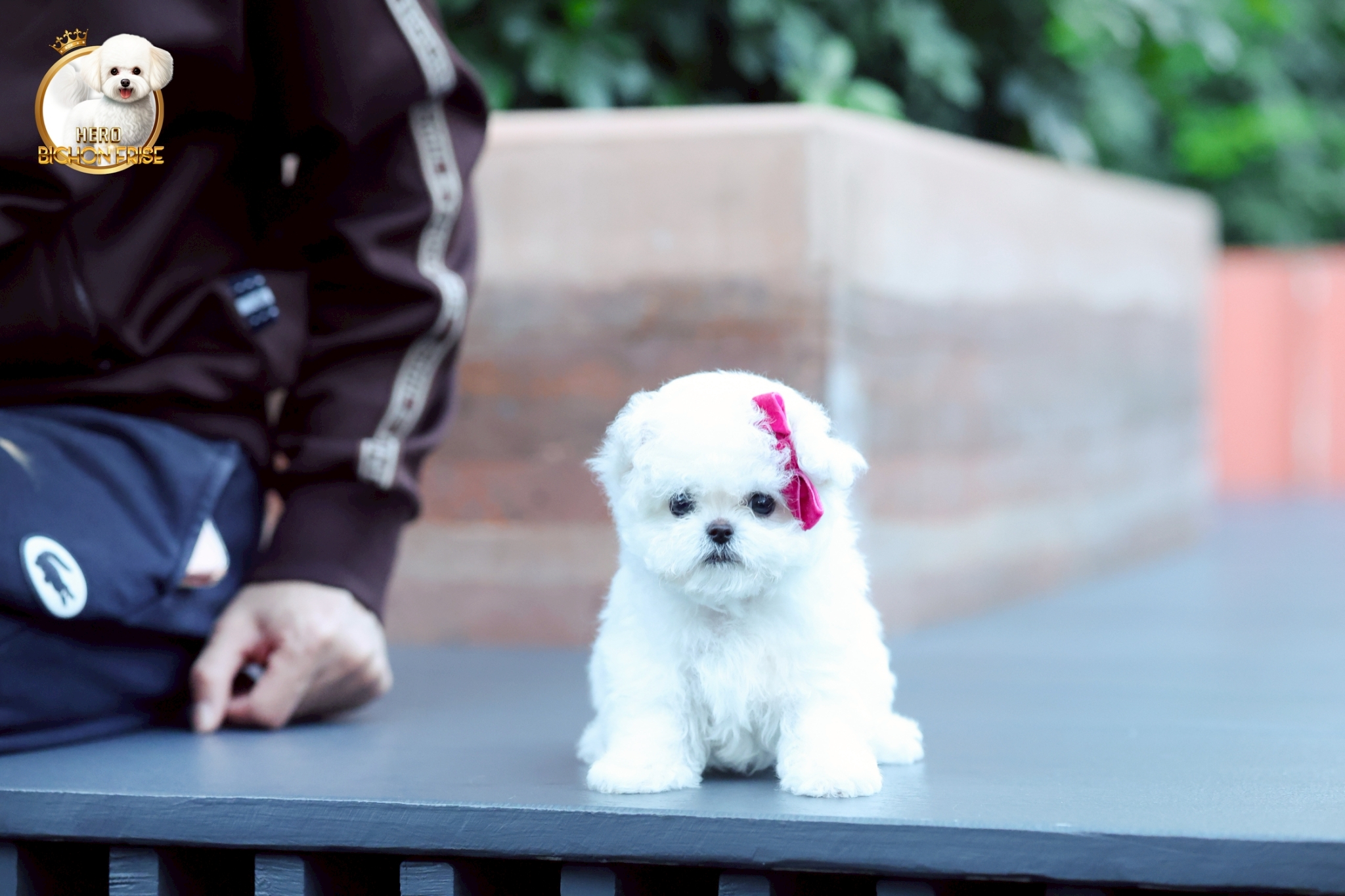 มินิบิชอง BCF-00697 เพศหญิง สีขาว หน้าตาน่ารัก ขาสั้น ขนแน่นฟู ขี้เล่นมาก ตัวเล็...