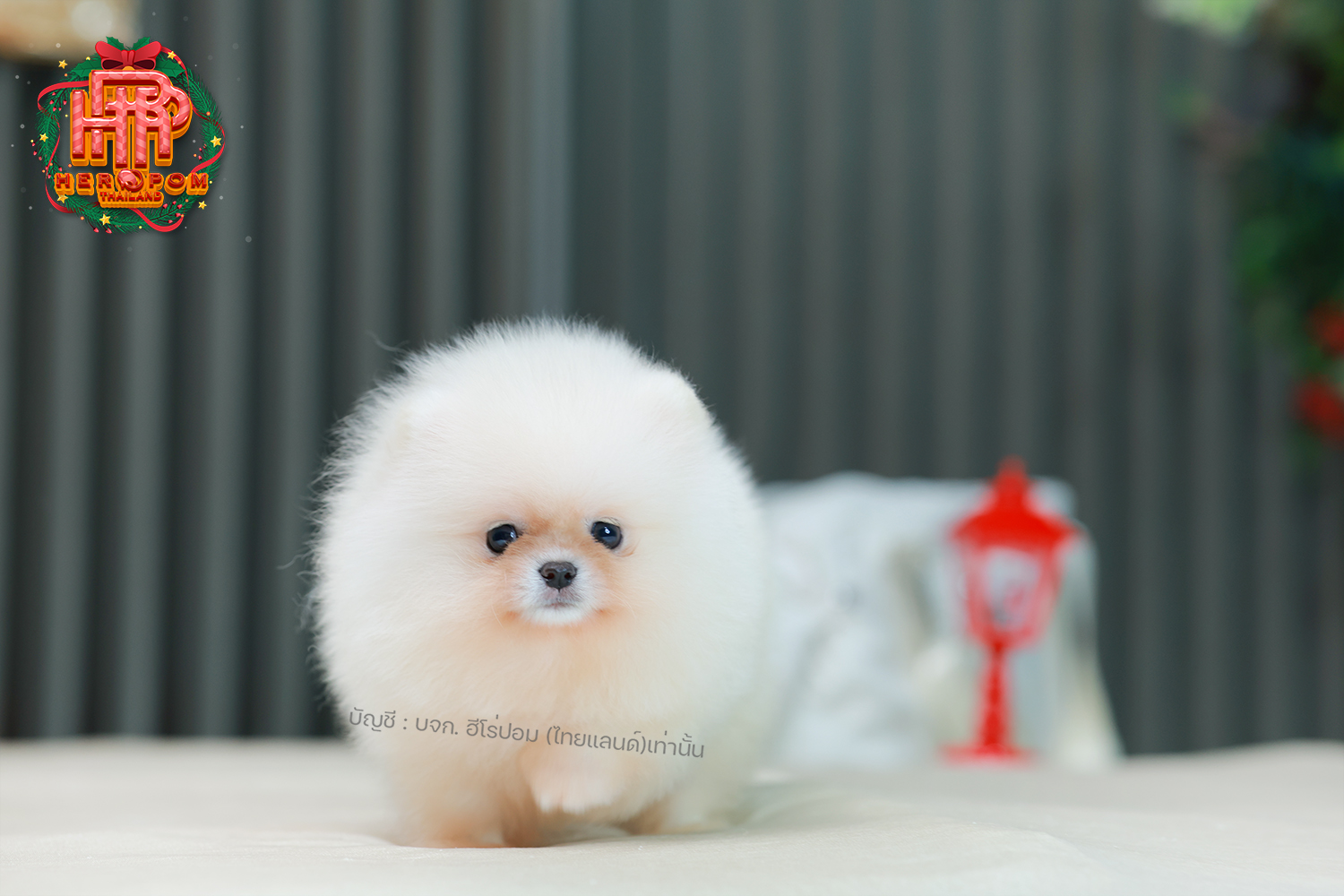 ปอมแท้ ปอมหน้าหมี HRM-10511 เพศชาย สีขาวครีม อายุ 2 เดือน ขนแน่น ขาใหญ่ กินเก่ง...