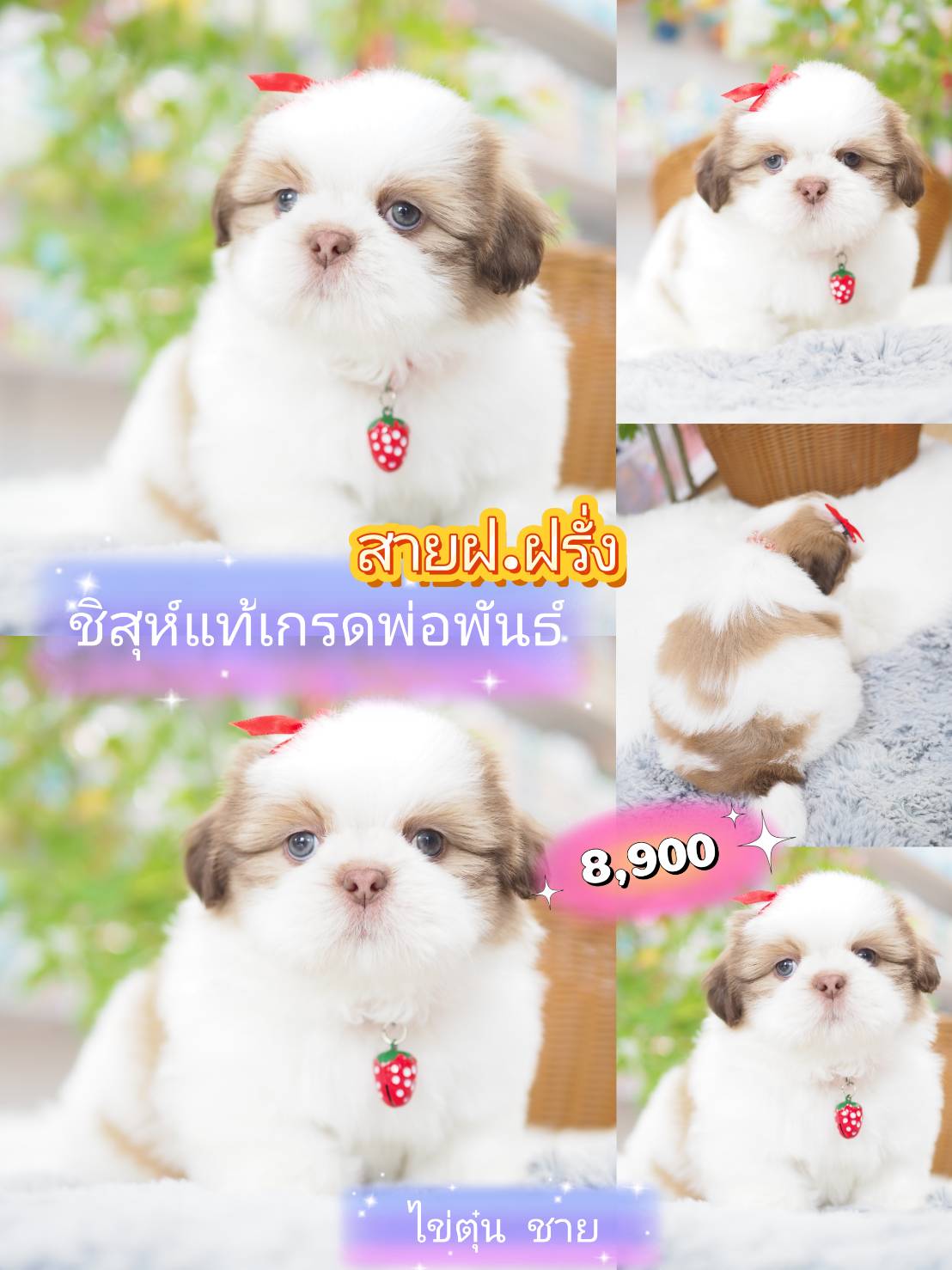 ชิสุห์