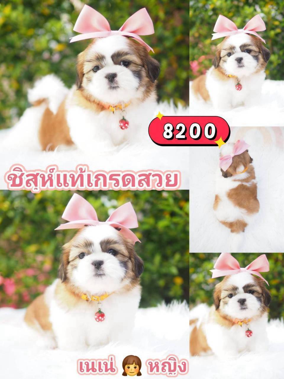 กิ๊ฟซ่า
