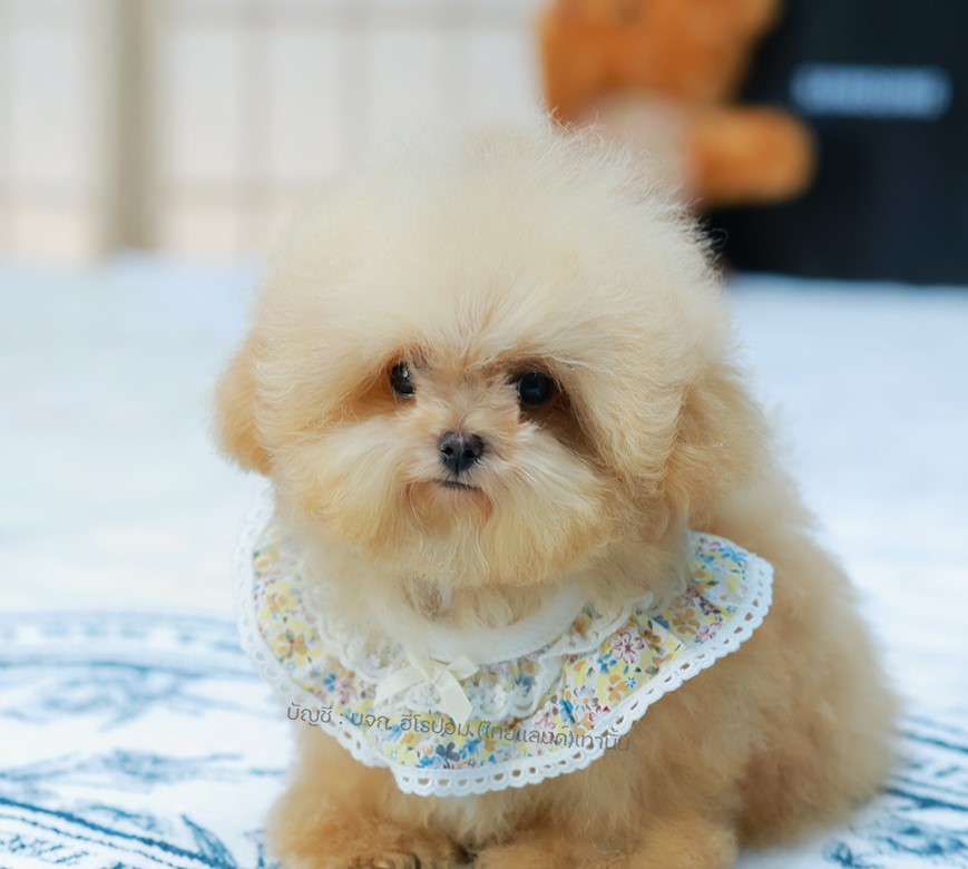 บิซองพู BCM-595919 เพศชาย สีแชมเปญ อายุ 2 เดือน ตัวเล็ก ขาสั้น หน้าสั้น ขนแน่นฟู