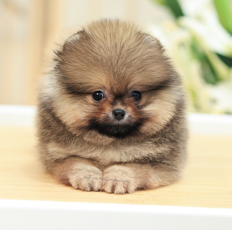 ปอมหน้าหมี ปอมแท้ ปอมเมอเรเนียน HRM-68347 เพศชาย สีไตรคัลเลอร์ อายุ 2 เดือน ตัวเ...