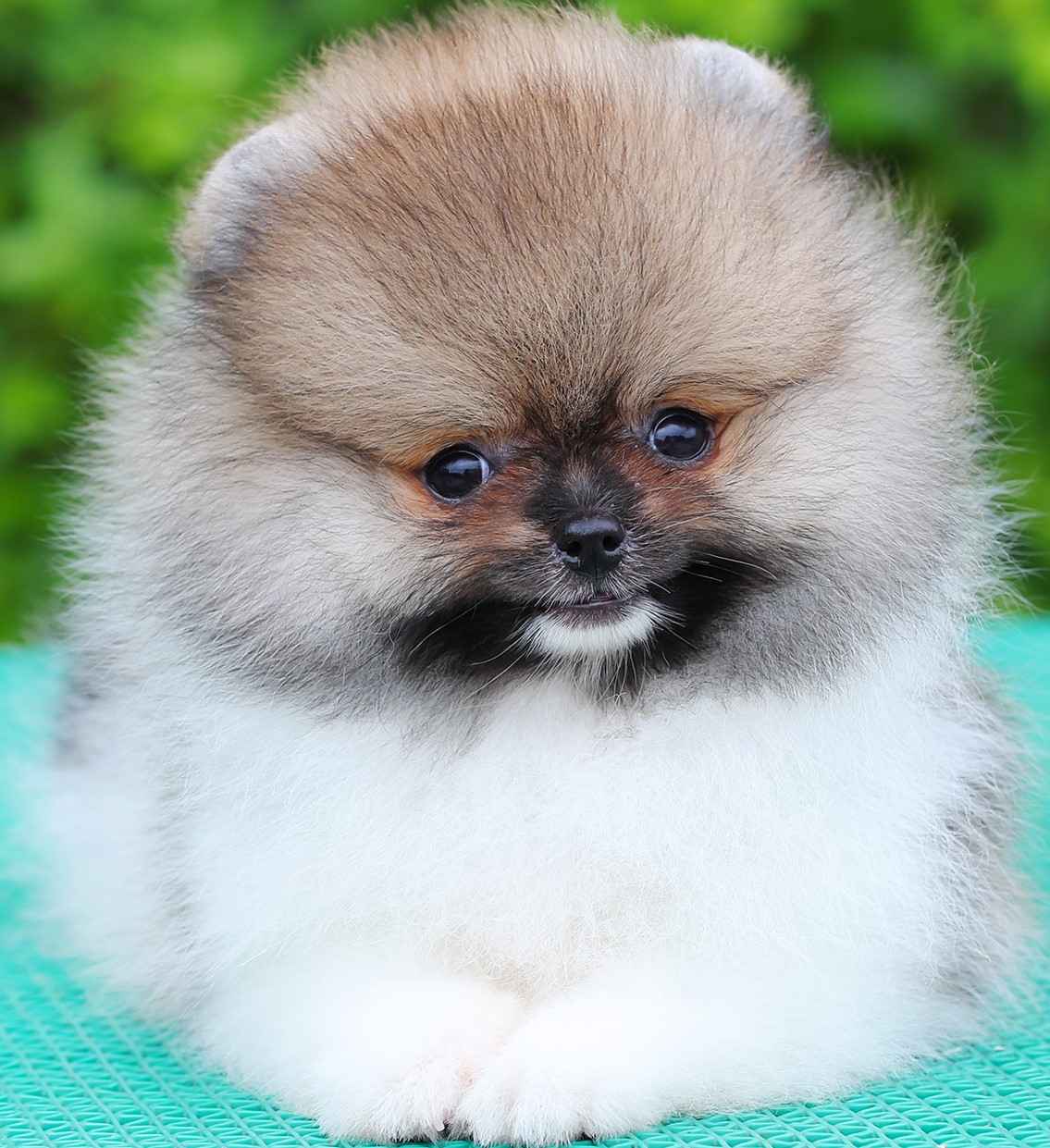 ปอมแท้ ปอมเมอเรเนียน HRF-26221 เพศหญิง สีปาร์ตี้ อายุ 2 เดือน หน้าตาน่ารัก ขาสั้...