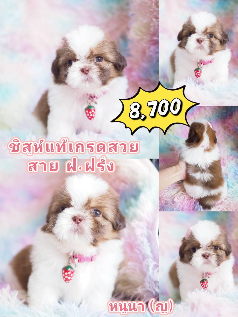 ชิสุ น่ารัก สาย ฝ.