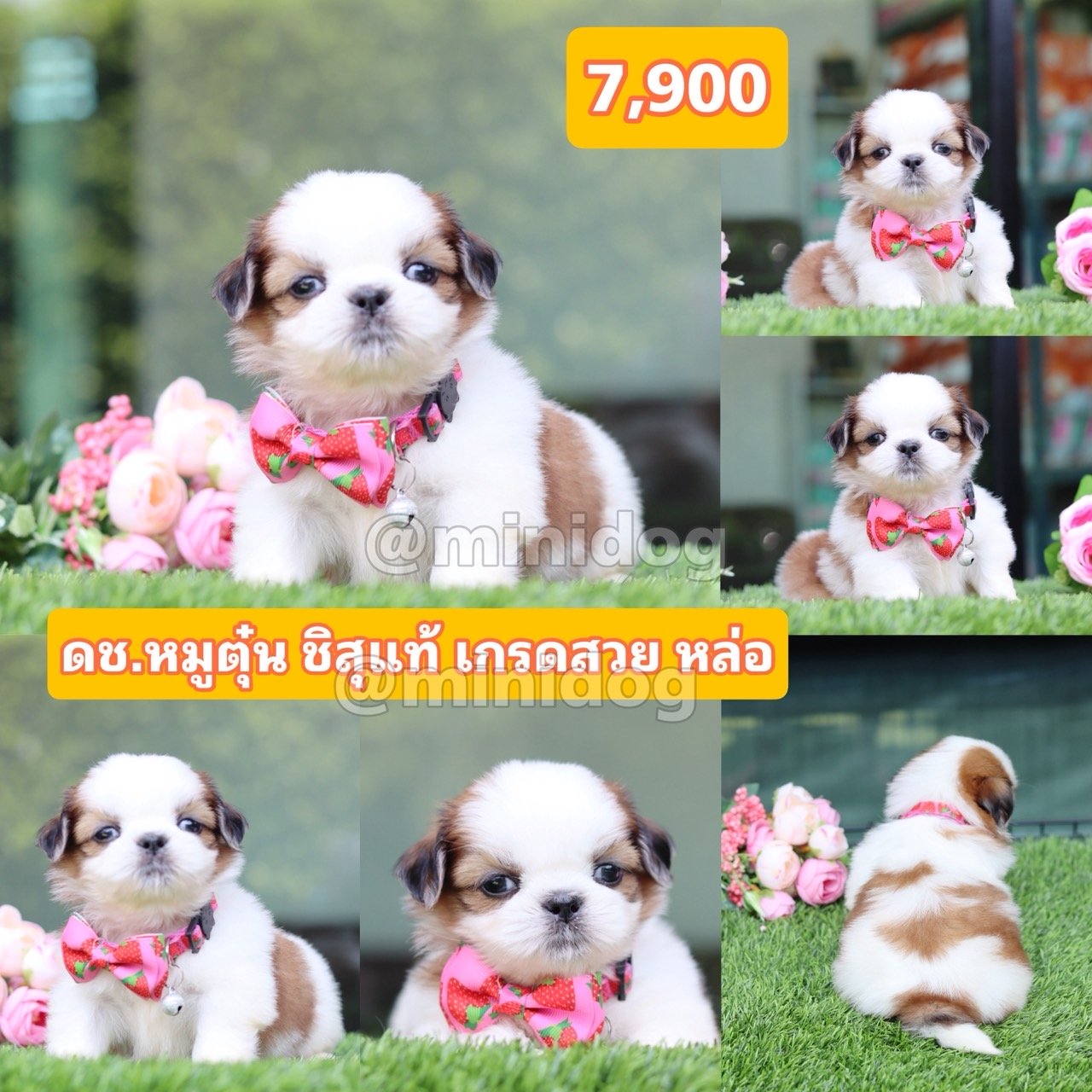 ชิสุแท้เกรดสวย