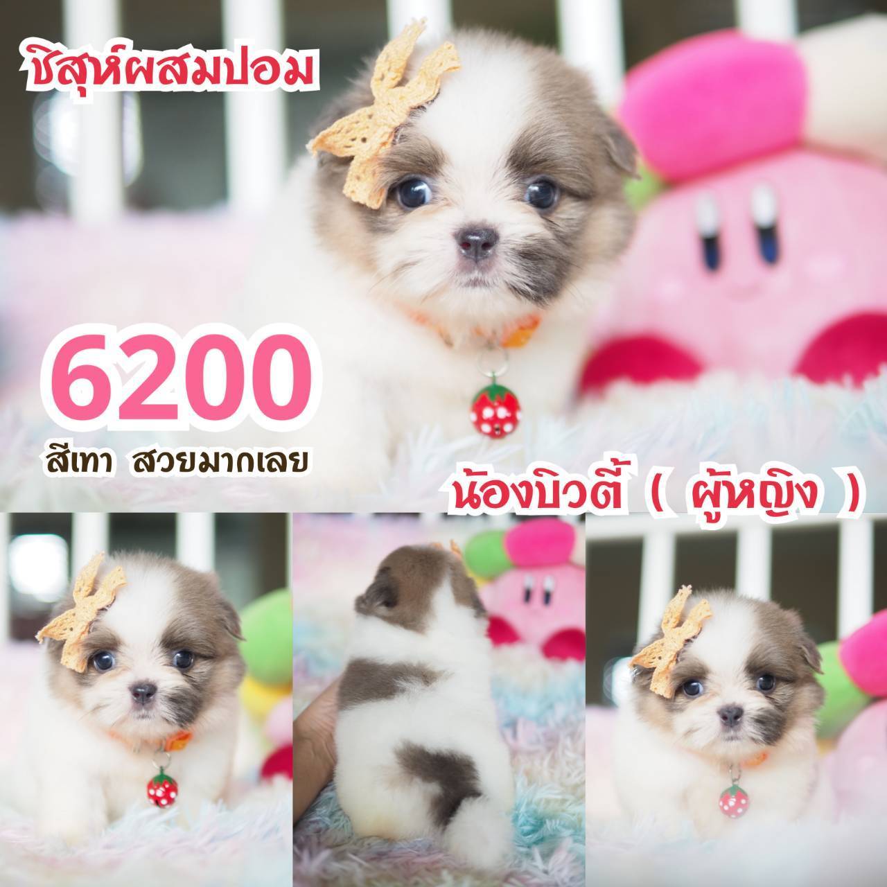 ชิสุห์ กิ๊ฟซ่า