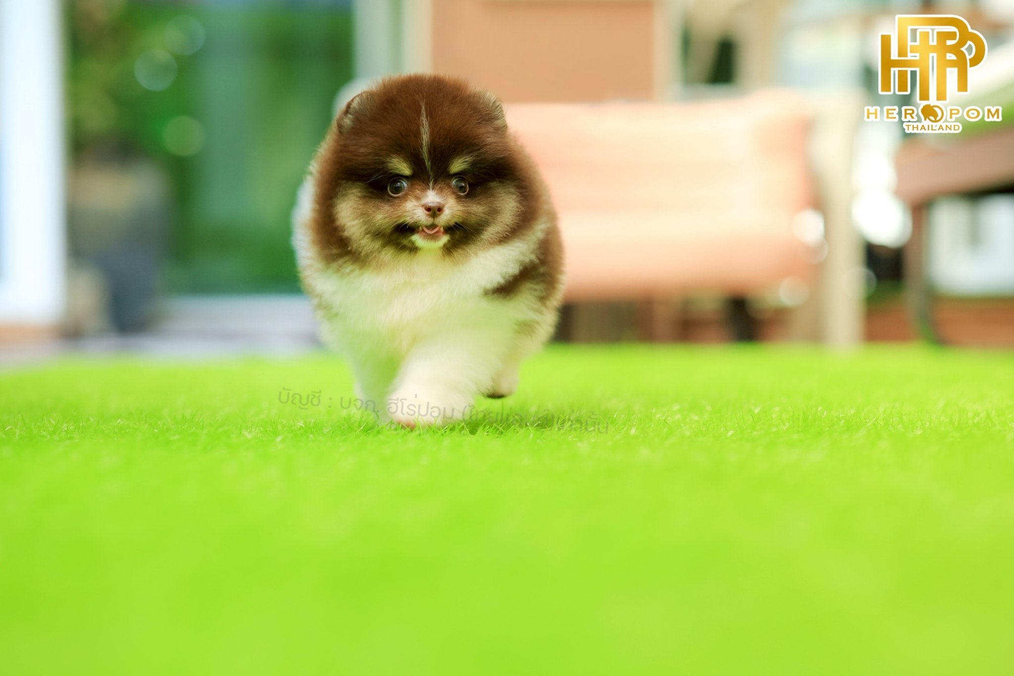 ปอมแท้ ปอมหน้าสั้น HRF-10744 เพศหญิง สีปาร์ตี้/ ช็อค น่ารักมาก ๆ ถ่ายรูปแล้วขึ้น...