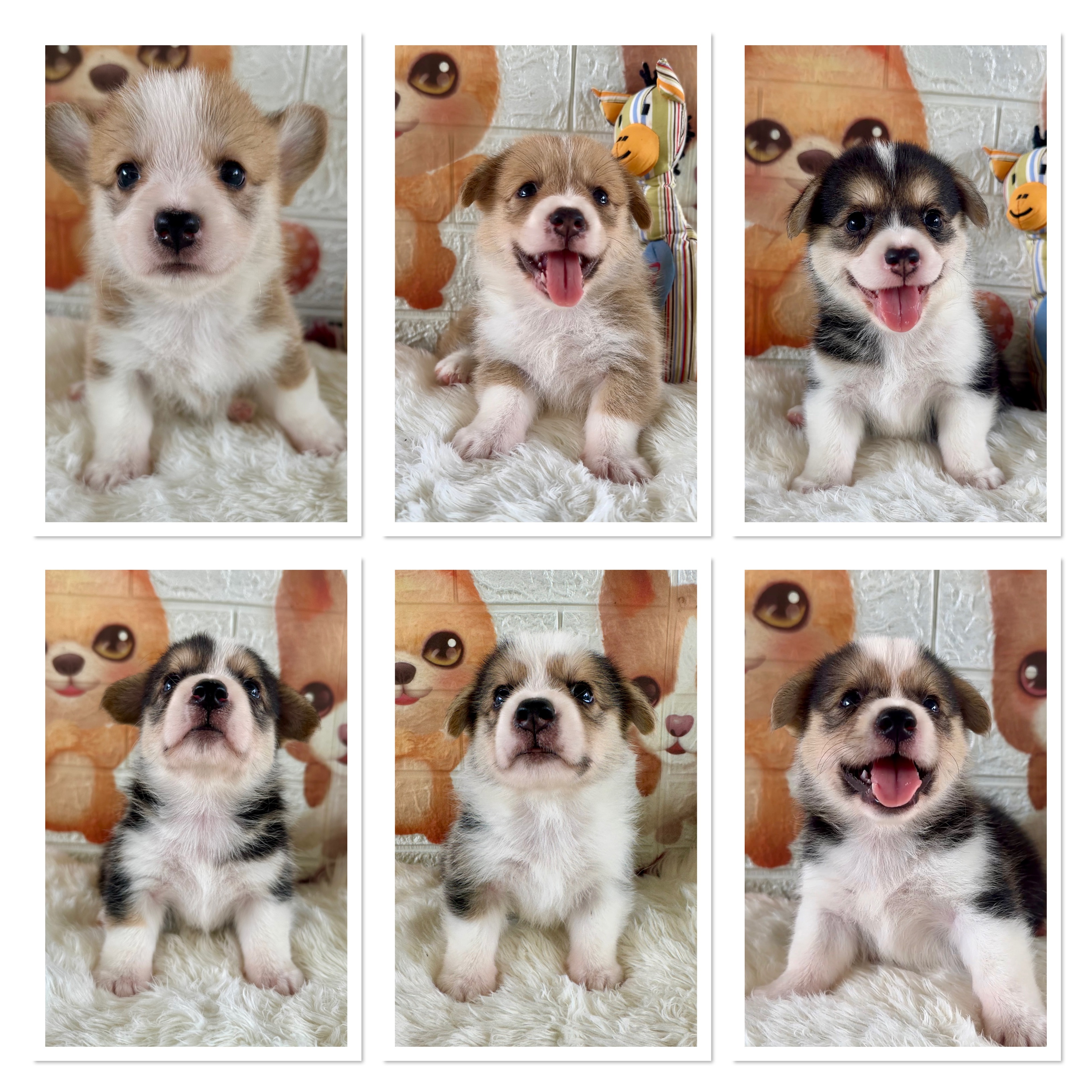 คอร์กี้น้อยสายเลือดรัสเซียแชมป์หาบ้านใหม่