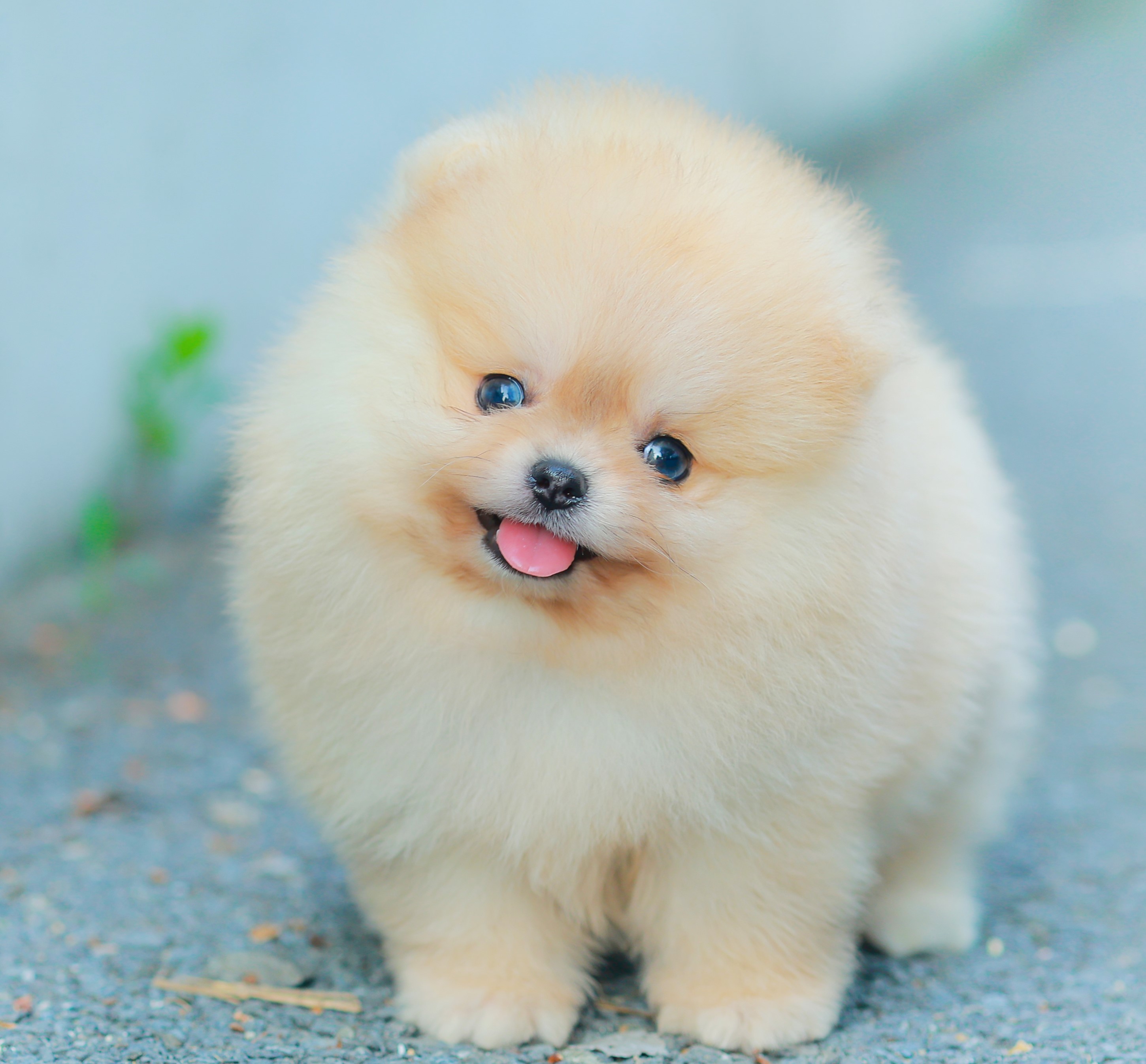 ปอมแท้ ปอมเมอเรเนียน HRM-68595 เพศหญิง สีส้มครีม อายุ 2 เดือน หน้าตาน่ารัก ขาสั้...