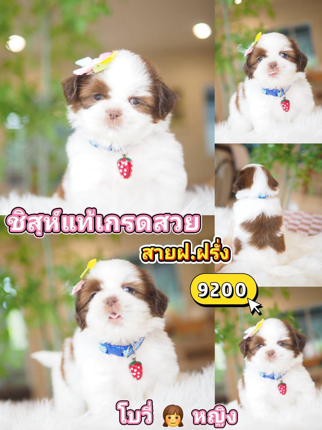 Shihtzu