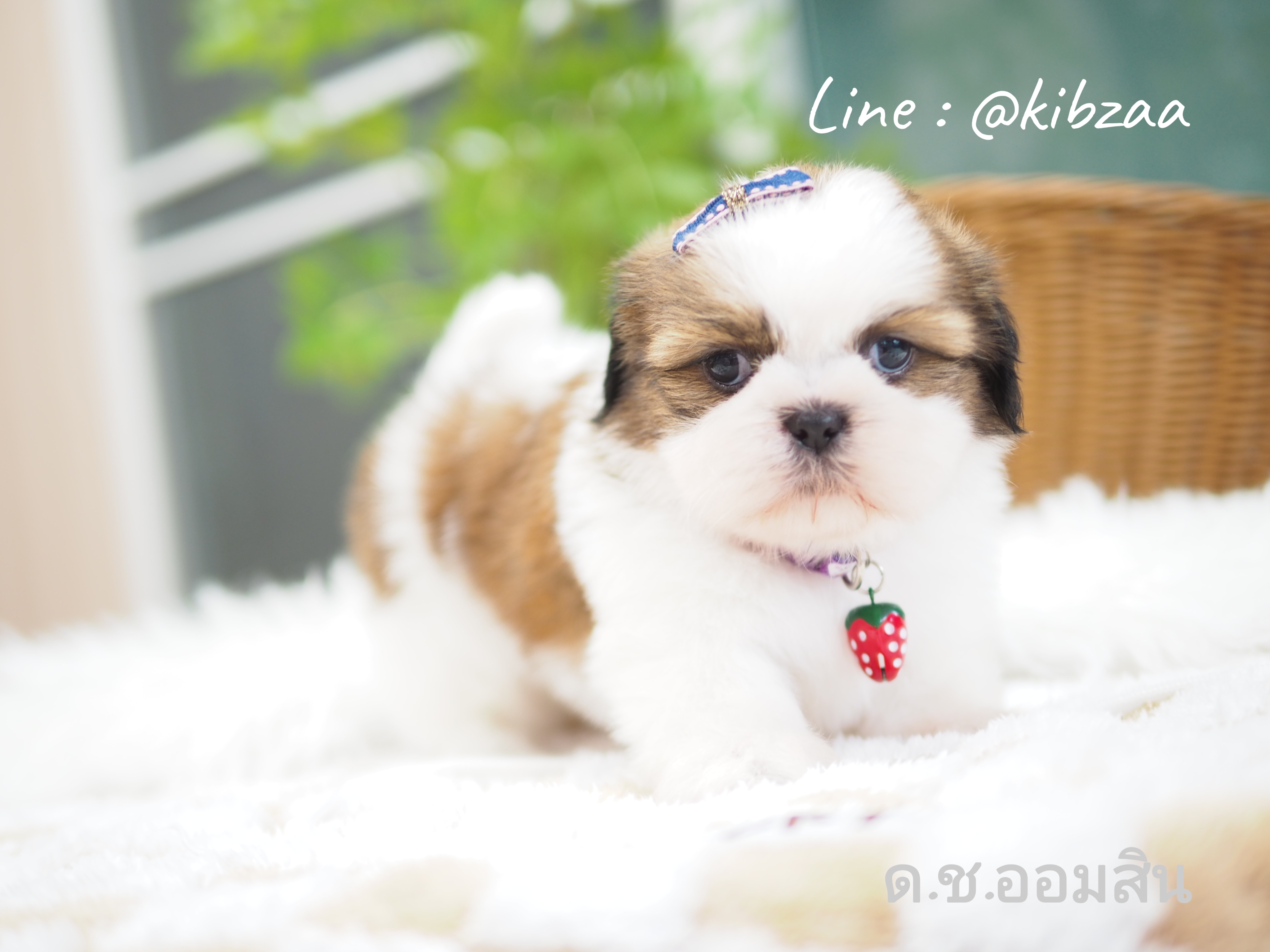 Shihtzu