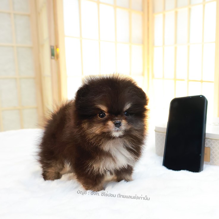 ปอมแท้ ปอมหน้าสั้น HRF-89111 เพศหญิง สี Black And Tan น่ารักสุด ๆ สีเก๋มาก ๆ สดใ...