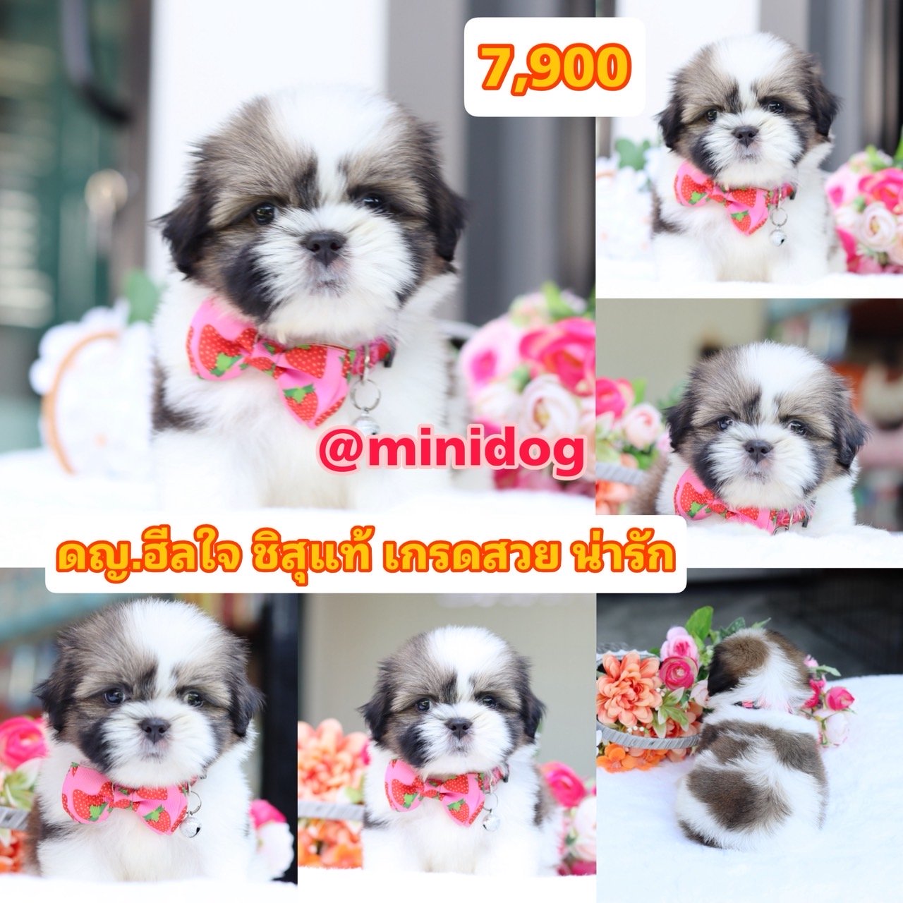 ชิสุแท้เกรดสวย