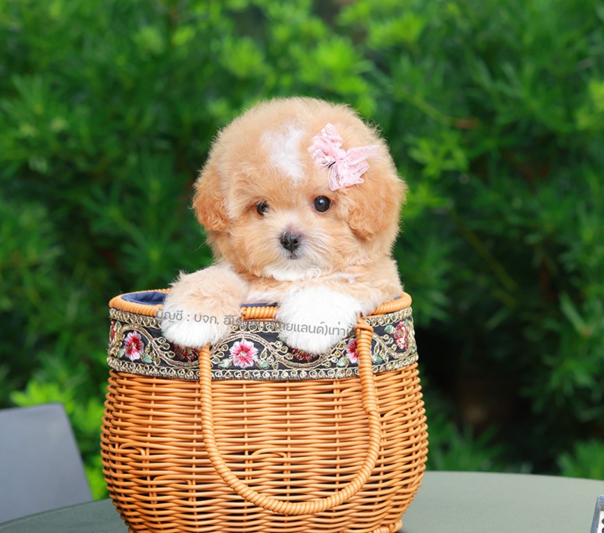 มอลติพู MTPF-61297 เพศหญิง สี Champagne อายุ 2 ปี น่ารัก หัวกลม มีถุงเท้าสีขาว ส...