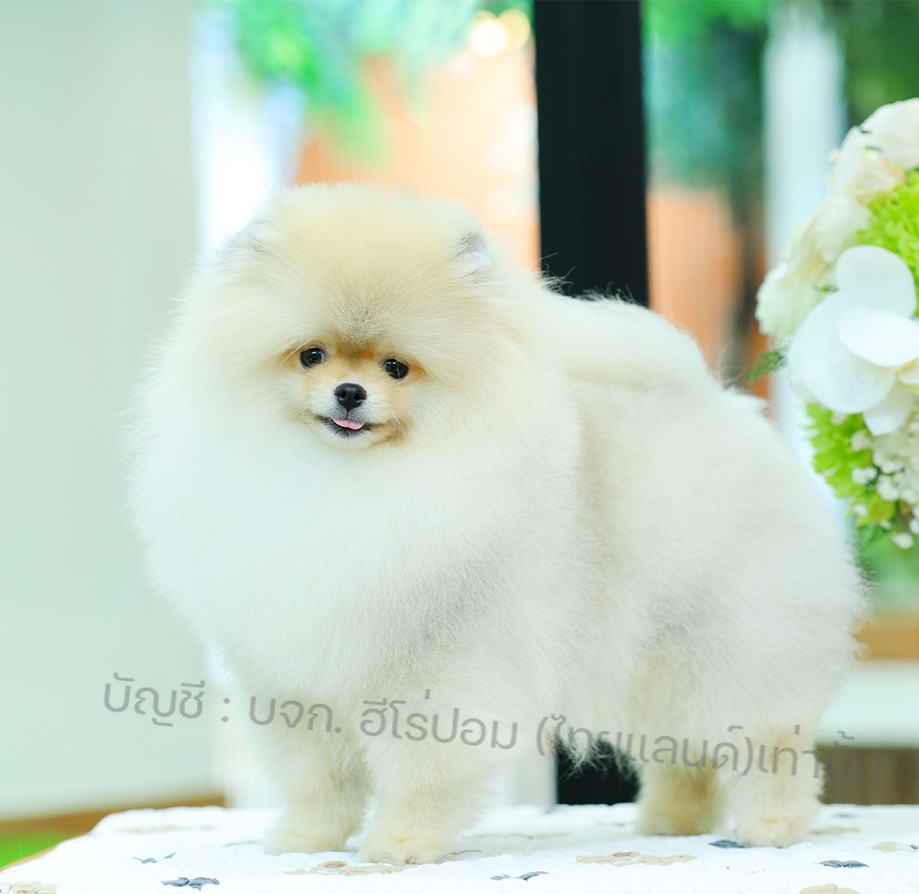 ปอมแท้ ปอมหน้าหมี HRM-10382 เพศชาย สีส้ม อายุ 2 เดือน ขนแน่น ขาใหญ่ กินเก่ง หน้า...
