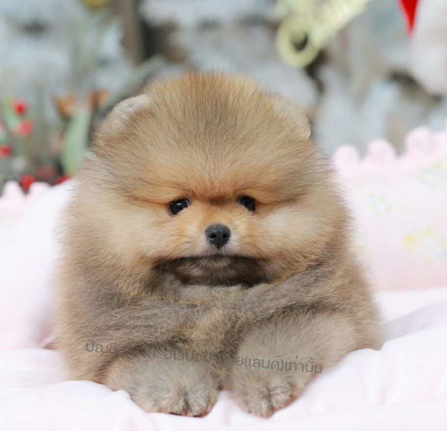 ปอมแท้ ปอมหน้าหมี HRM-10942 เพศชาย สีส้ม ตัวจิ๋วตัวเล็ก แก้มอ้วน น่าฟัดมาก ๆ ตอน...