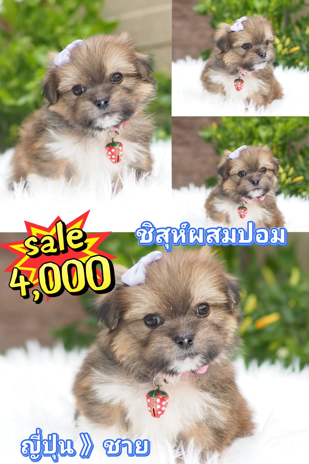 ชิสุผสมปอม 4000