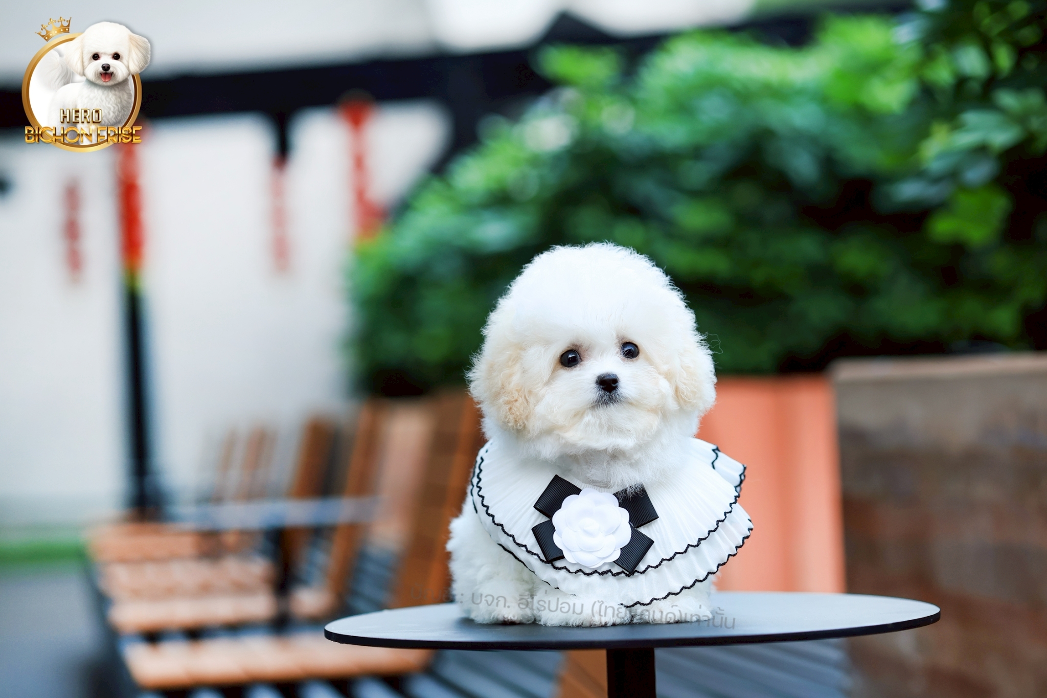 bichonพู BCF-63016 เพศหญิง สีขาวครีม สวยหวานลูกคุณ ตัวเล็ก ขนนุ่ม สายเลือดคุณพ่อ...