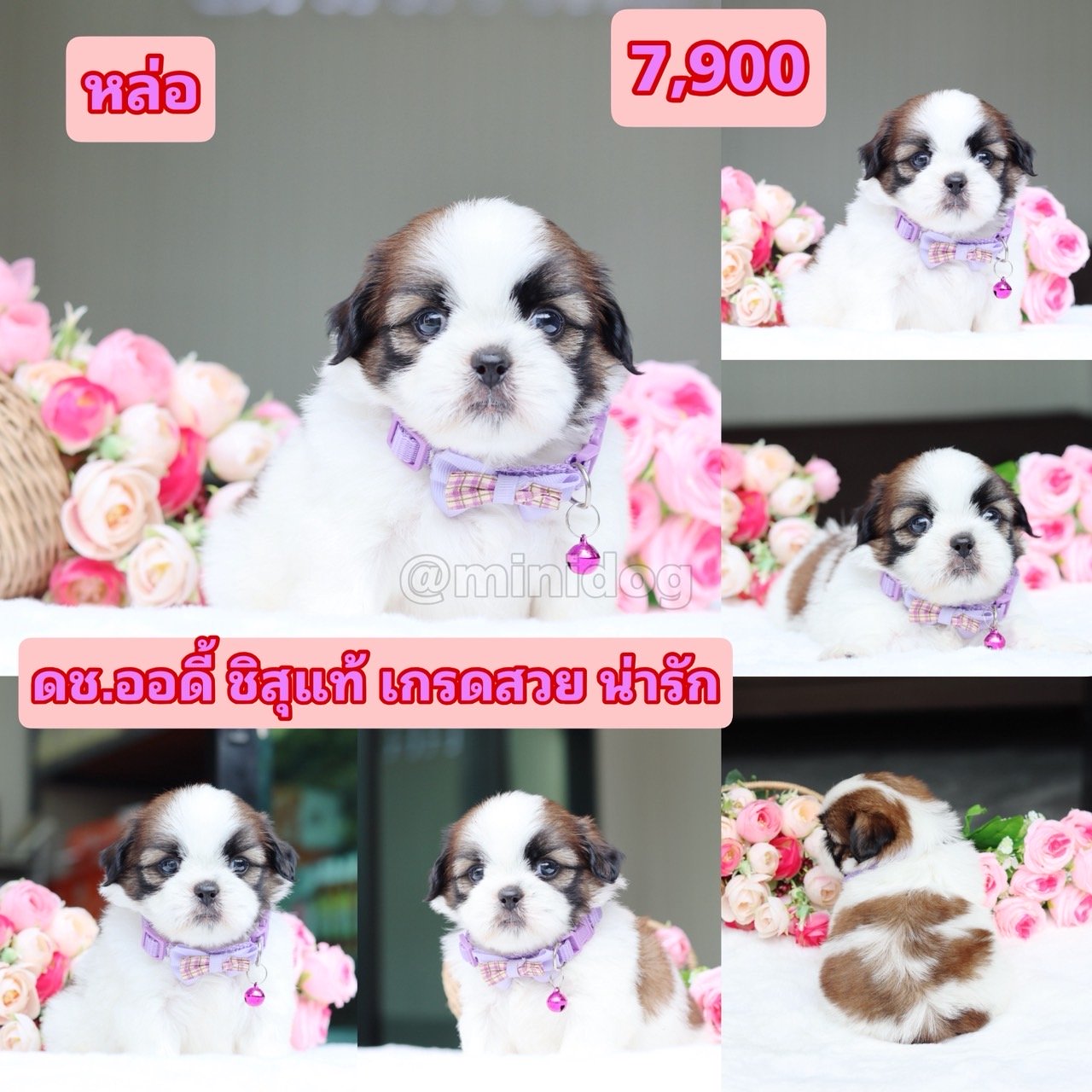 ชิสุแท้เกรดสวย