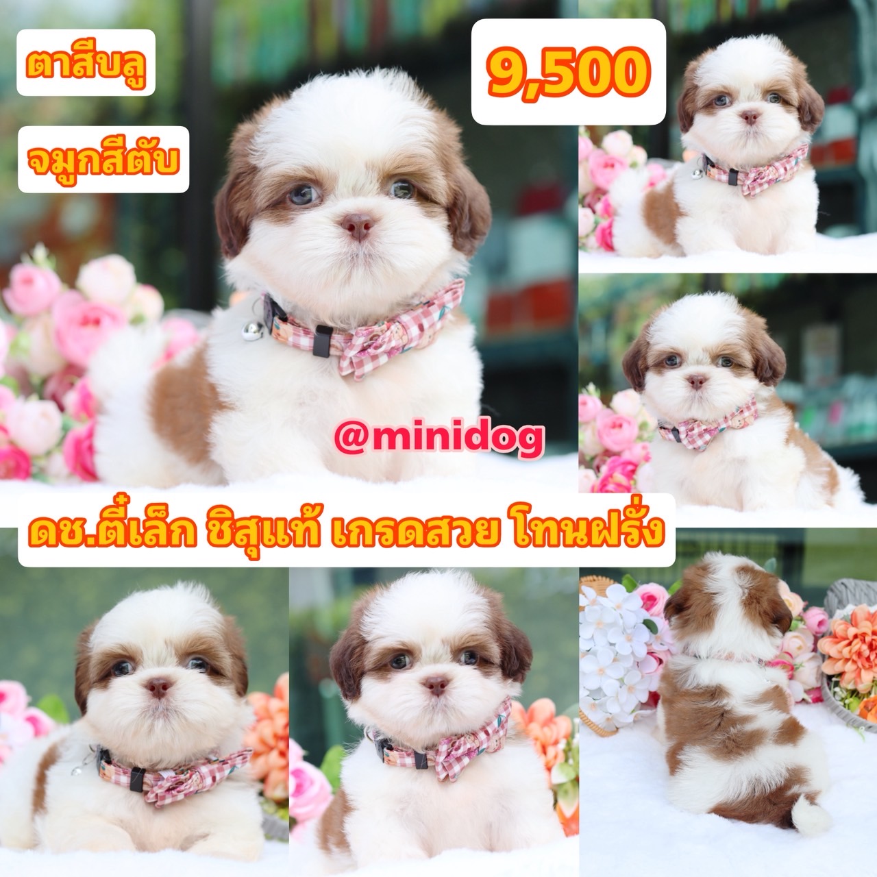 ชิสุแท้เกรดสวย