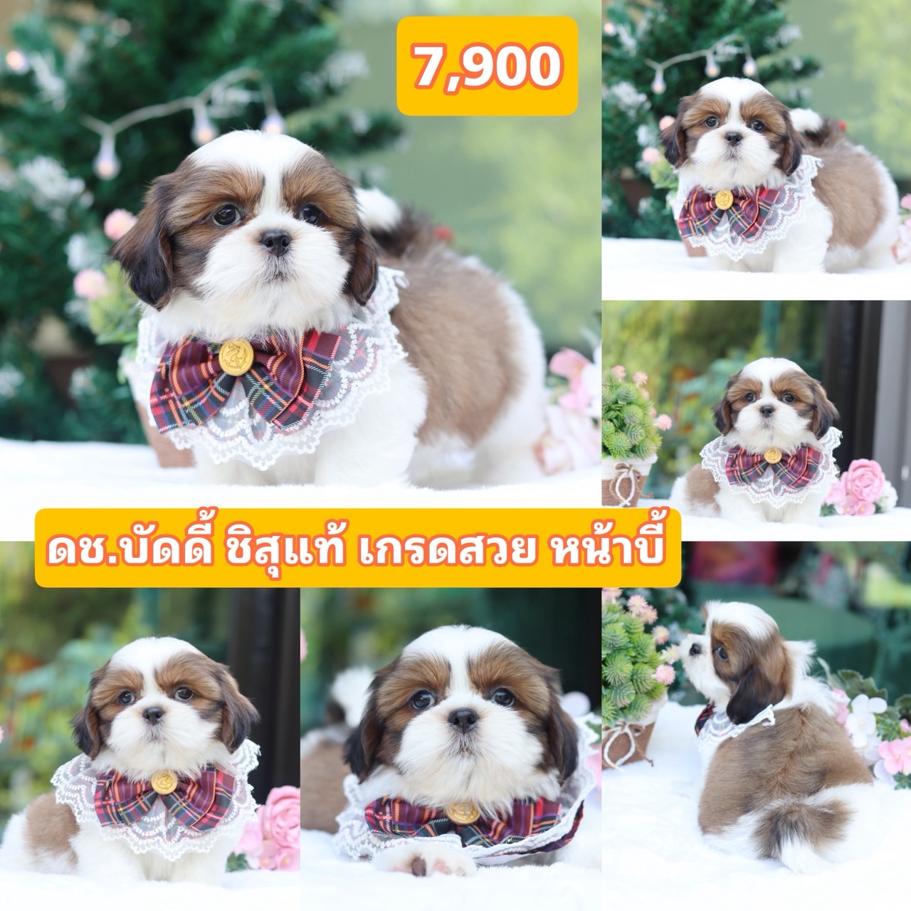 ชิสุแท้เกรดสวย