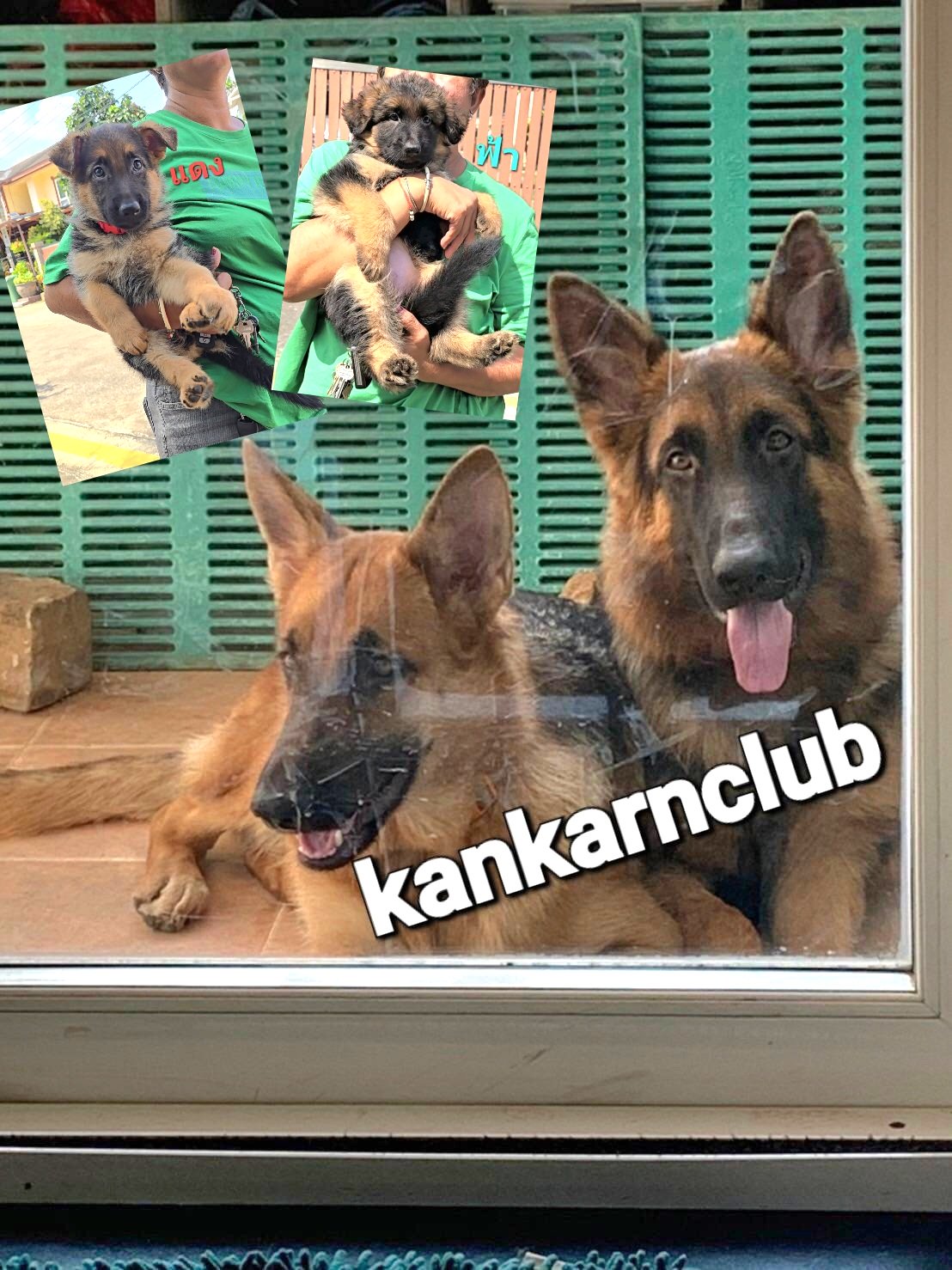 ลูกสุนัขเยอรมัน เชพเพิร์ด(อัลเซเชี่ยน)สายพันธุ์แท้โครงสร้างใหญ่ๆ พ่อแน่นล่ำ แม่ส...