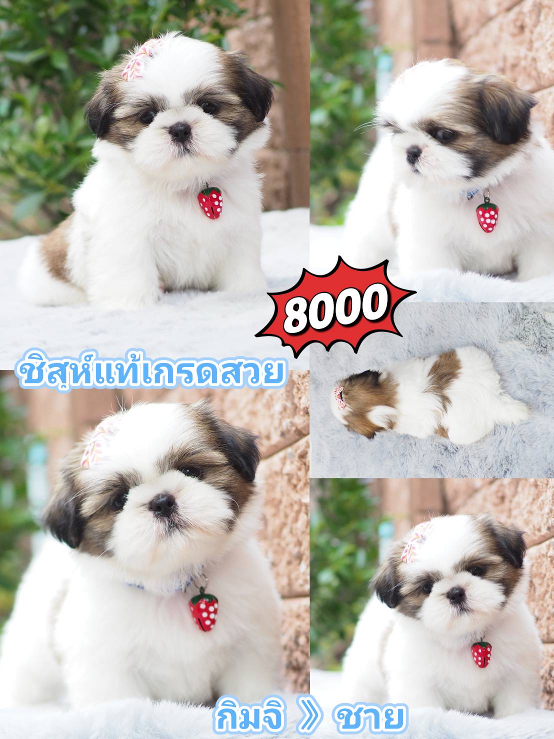 Shihtzu สวย+มีส่วนลด