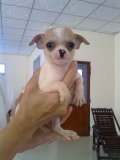 ขายลูกสุนัขพันธุ์ ชิวาวา  พันธุ์แท้ 100% มีใบเพด