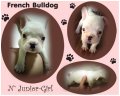 ขายลูก French Bulldog น่ารักๆจ้า สุนัขบ้านนะคะ