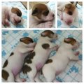 ขายลูกแจ๊ครัสเซล3ตัว ตัวละ 8,000-8,500