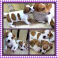 ขายลูกแจ๊ครัสเซล 3 ตัว  ตัวละ 8,000-8,500บาท  ที่พัทยา