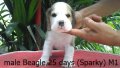 บีเกิ้ล (Beagle) อายุ 25วัน เพศผู้ M1(Sparky)