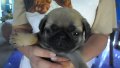 ปั๊ก(Pug) เพศผู้ อายุ 1.5เดือน M1