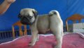 ปั๊ก(Pug) เพศผู้ อายุ 1.5เดือน น่ารัก m2