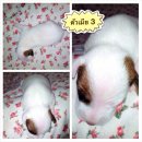 ขายน้องหมาพันธุ์แจ๊ค เพศเมีย เกิด 14/5/57 ( ปิดการขายแล้วค่ะ)
