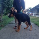 ขายลูกสุนัขเยอรมันเชพเพิร์ด เกือบ 3 เดือน เพศผู้ (ขายเเล้วครับ)