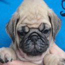 ขายลูกปั๊กชุดใหม่ อ้วนกลม ริงเกิ้ลเต็ม หลานแชมป์