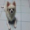 ตัดใจขาย ชิวาวา ผู้+เมีย 