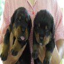 ขายลูกร็อตไวเลอร์