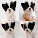 ปิดการขาย เด็กชายชิวาวาหนุ่มหล่อ  ขนยาว  สีแฟนซี 