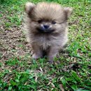 ขายน้องหมาปอมขนแน่น น่ารัก อยู่เชียงใหม่ ราคาไม่แพงคะ