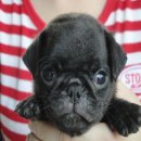 ขายลูกปั๊กดำเพศผู้ 