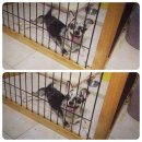 ขายชิวาวา สาว สีบลูเมอร์  ขายแค่5000 จ้า