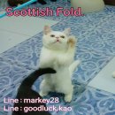 ราคาพิเศษ Scottish Fold เพศเมียหูตั้ง มีใบเพ็ต