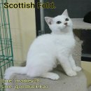 Scottish Fold เพศผู้ แท้ หูตั้ง พร้อมใบเพ็ตราคาพิเศษ