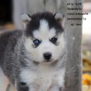 ขายซบีเรียน,  กทม  มารับเอง ลดได้ครับมีหลายตัว มีใบเพตดีกี